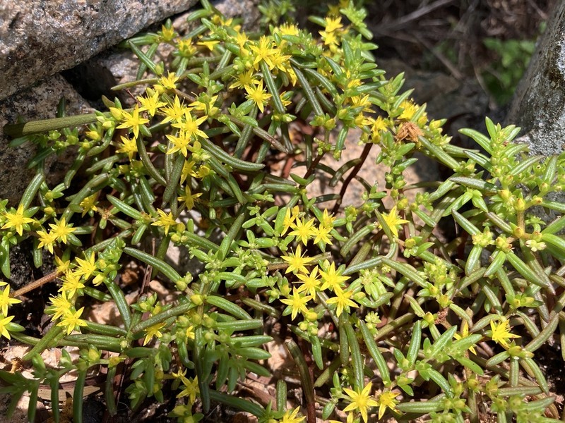 Sedum matsuense photo 2