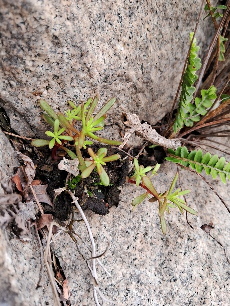 Sedum matsuense photo 3