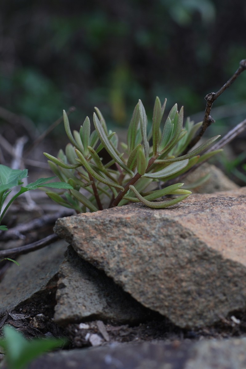 Sedum matsuense photo 4
