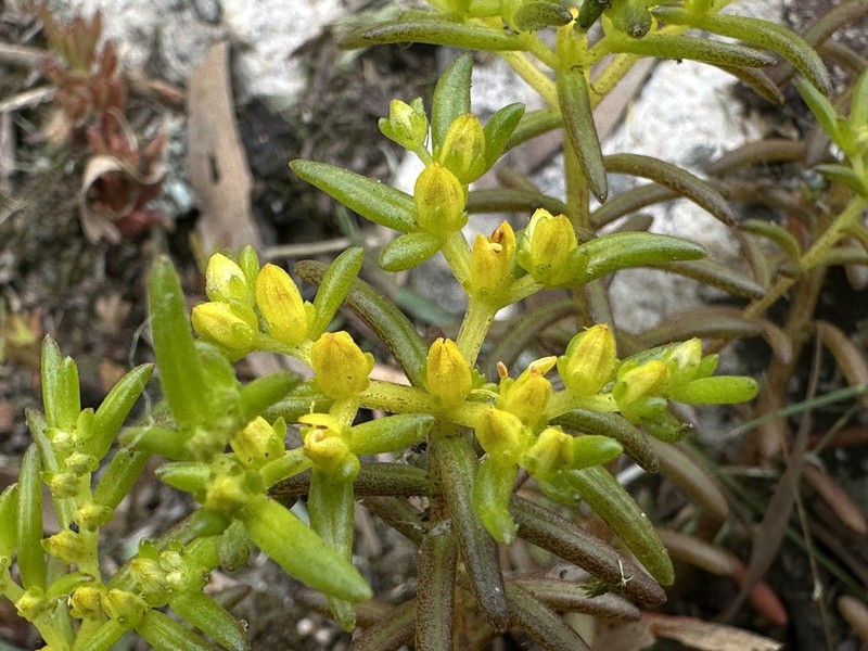 Sedum matsuense photo 5