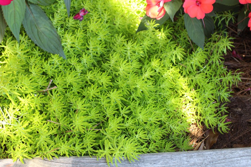 Mexican Stonecrop photo 4