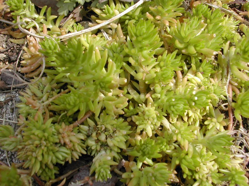 Mexican Stonecrop photo 5