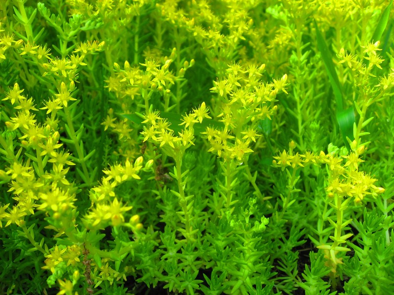 Mexican Stonecrop photo 2