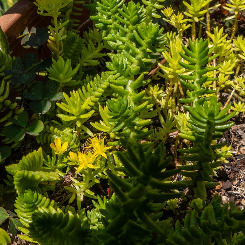 Mexican Stonecrop photo 3