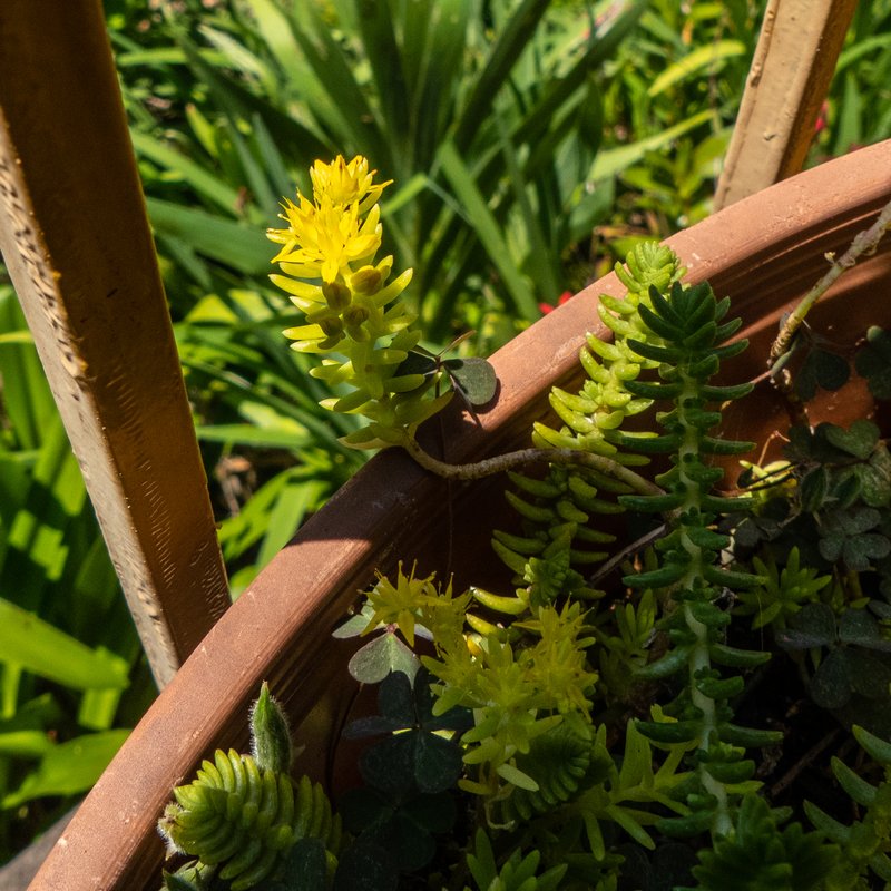 Mexican Stonecrop photo 6