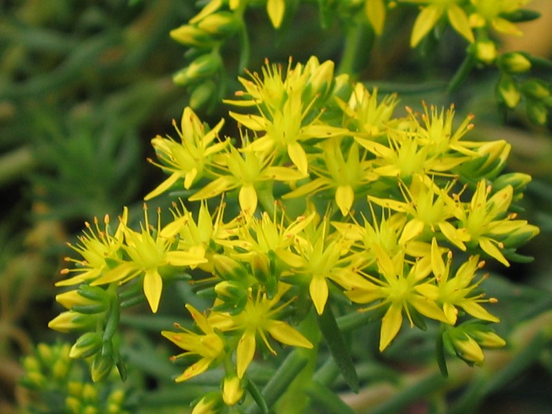Mexican Stonecrop photo 7