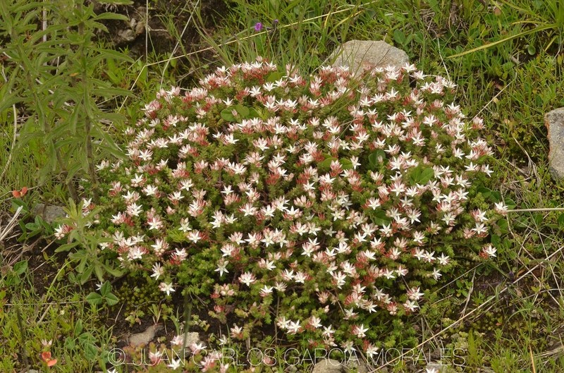 Red Stonecrop