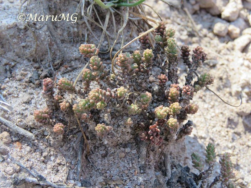 Red Stonecrop photo 2