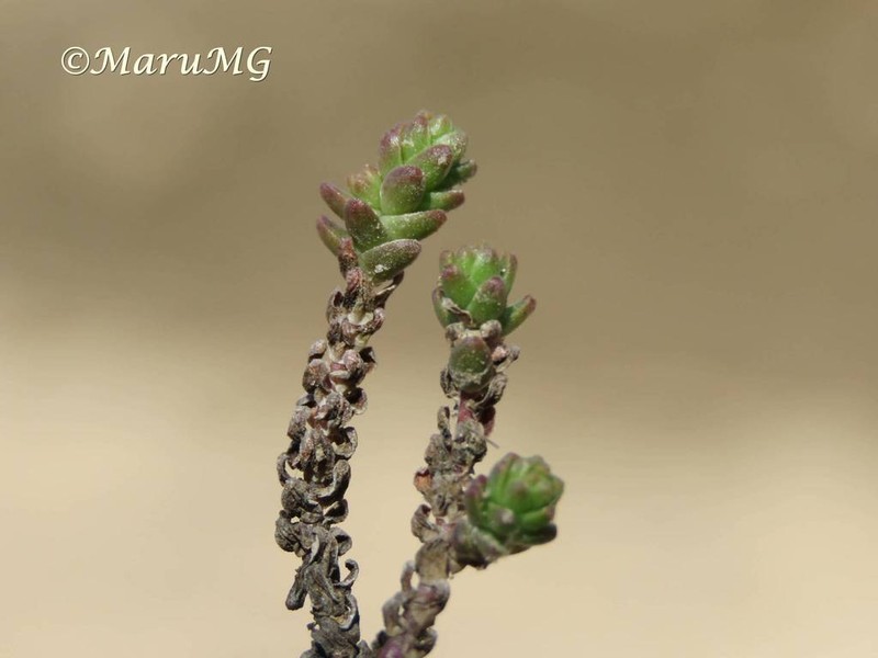 Red Stonecrop photo 3