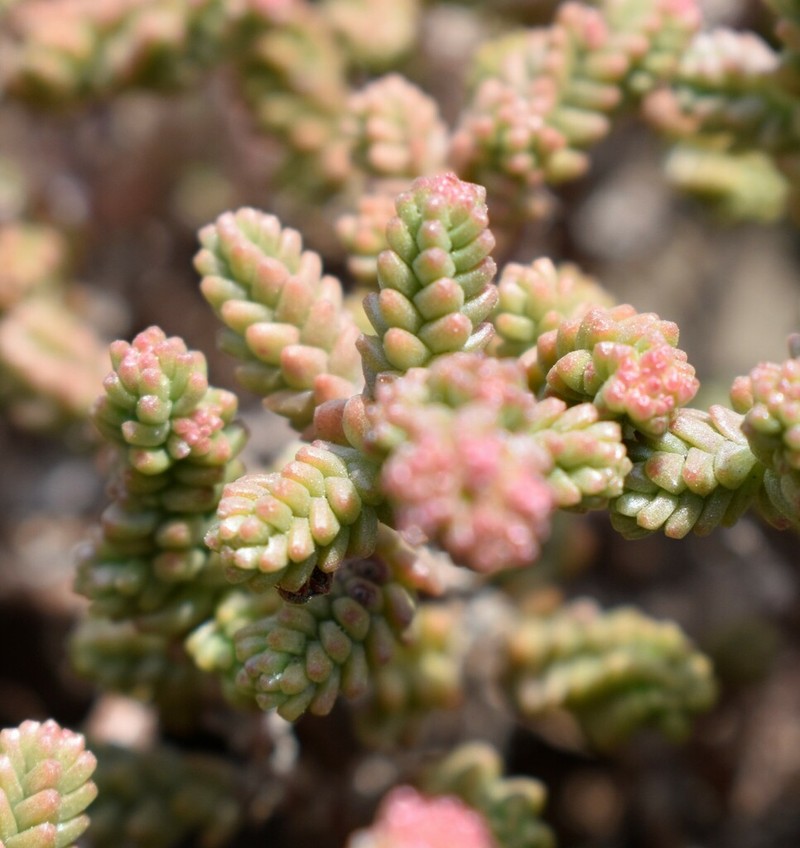 Red Stonecrop photo 4