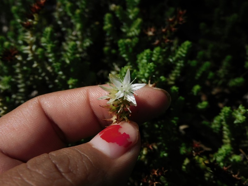 Red Stonecrop photo 5