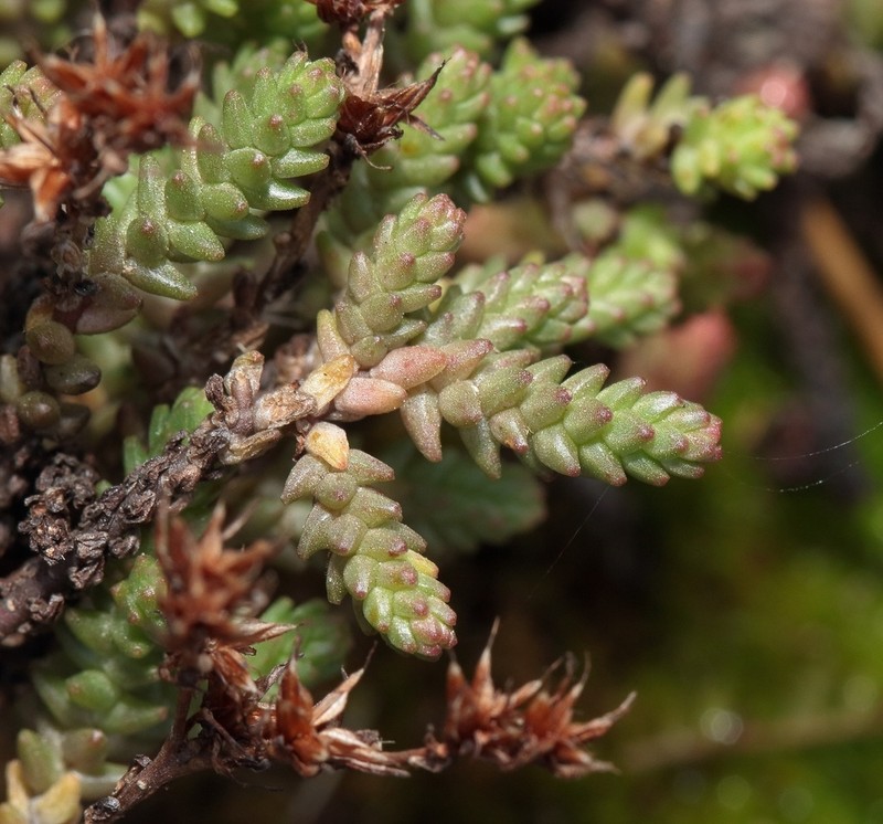 Red Stonecrop photo 6