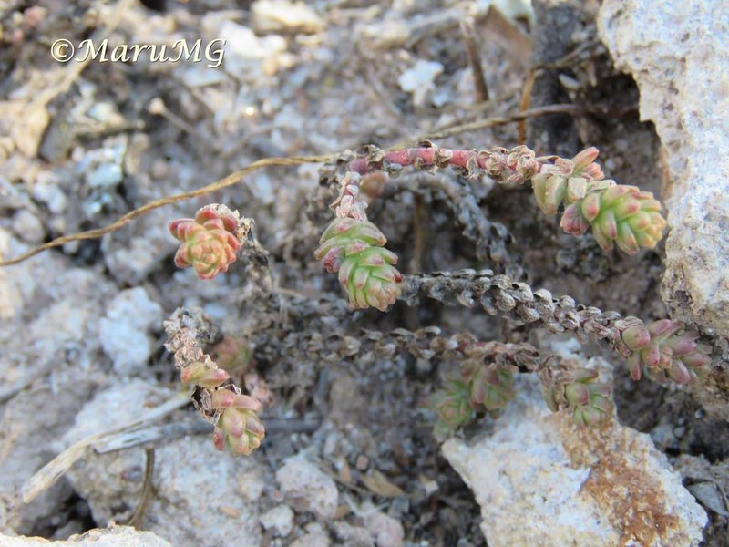 Red Stonecrop photo 7
