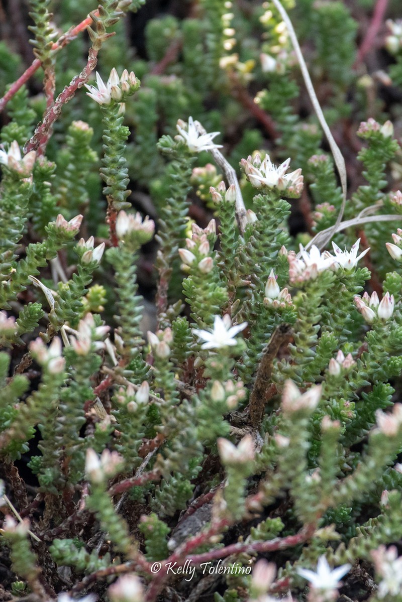 Red Stonecrop photo 8