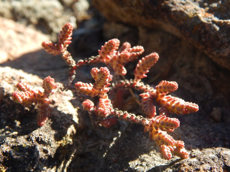 Sedum moranense subsp. moranense
