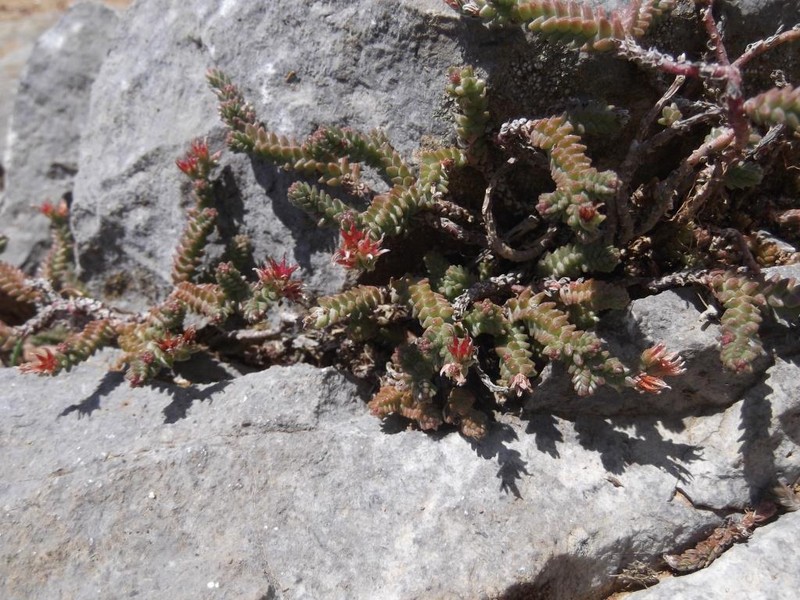 Sedum moranense subsp. moranense photo 2