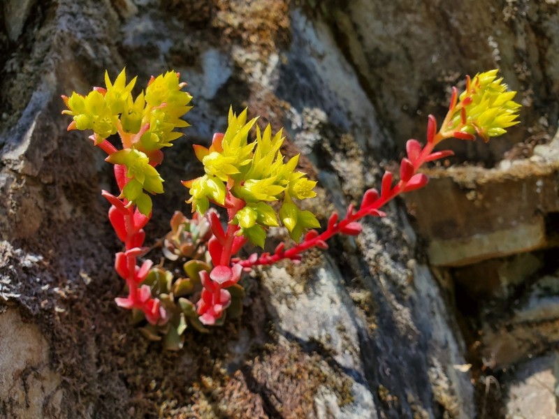Rogue River Stonecrop