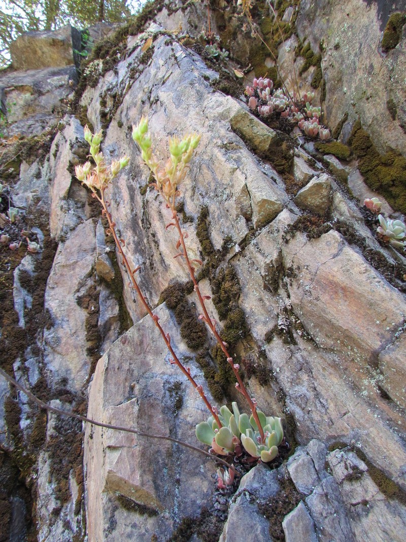 Rogue River Stonecrop photo 2
