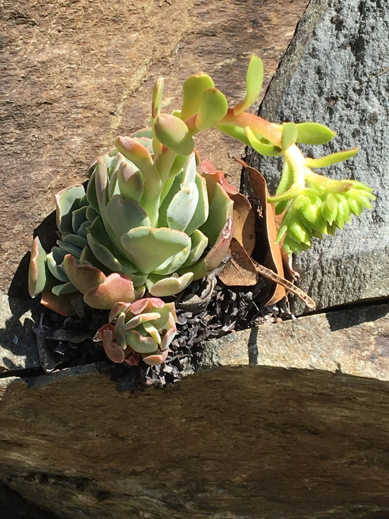 Rogue River Stonecrop photo 3