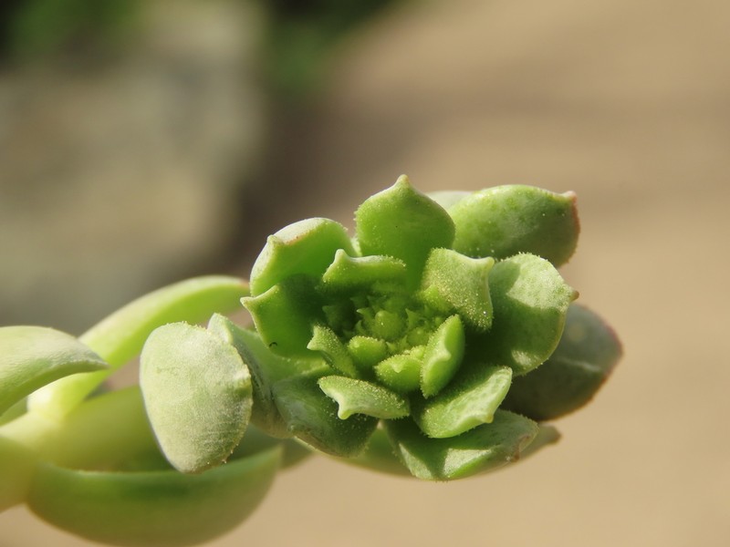 Rogue River Stonecrop photo 4