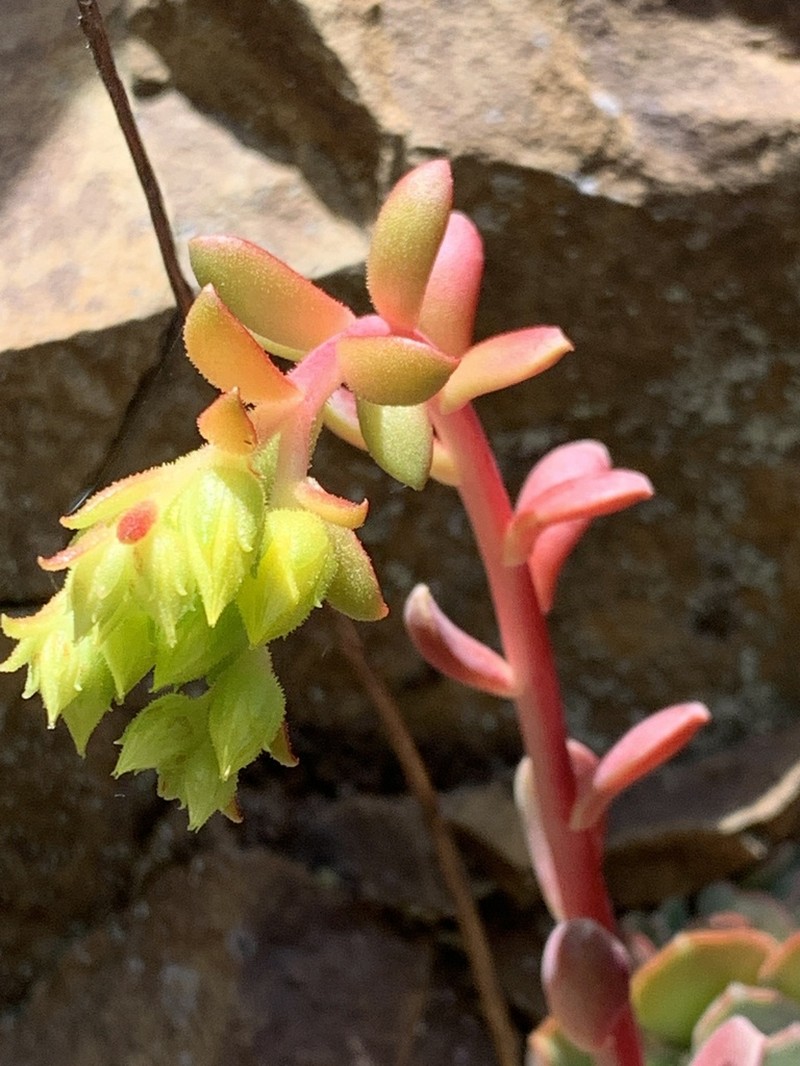 Rogue River Stonecrop photo 5