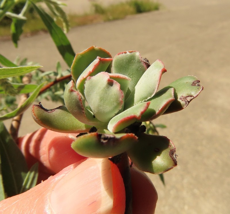 Rogue River Stonecrop photo 6
