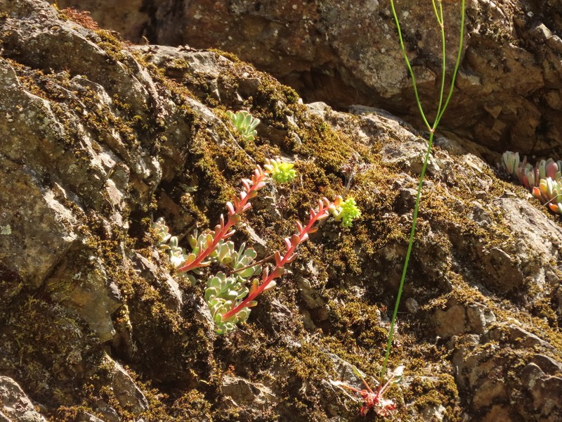 Rogue River Stonecrop photo 7