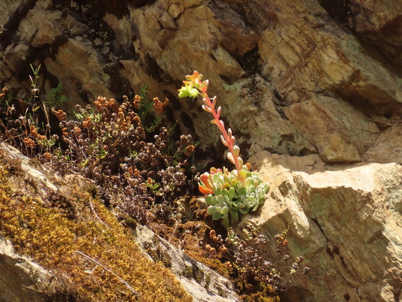 Rogue River Stonecrop photo 8