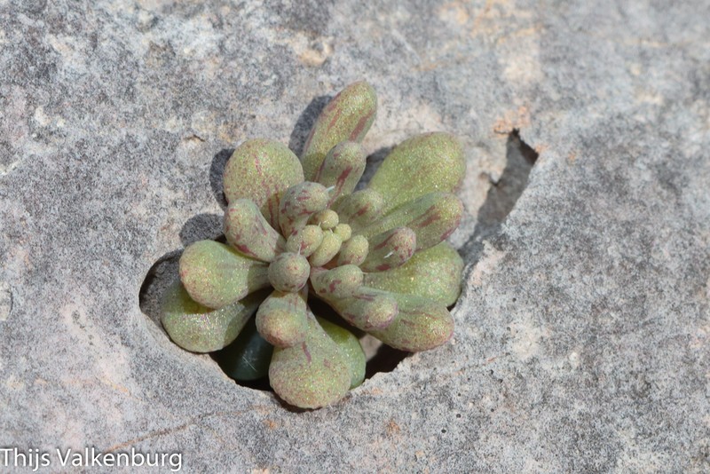 Sedum mucizonia subsp. mucizonia