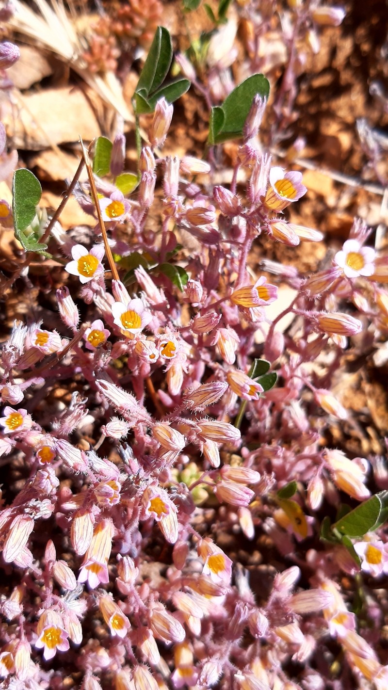 Sedum mucizonia subsp. mucizonia photo 2