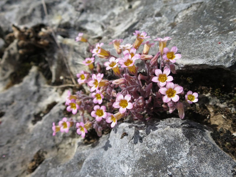 Sedum mucizonia subsp. mucizonia photo 3