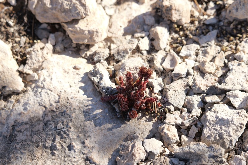 Dwarf Stonecrop photo 3
