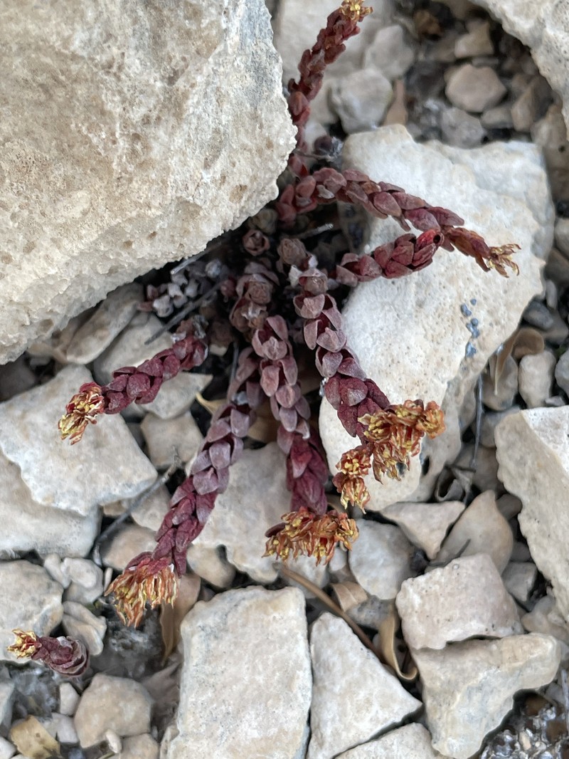 Dwarf Stonecrop photo 4