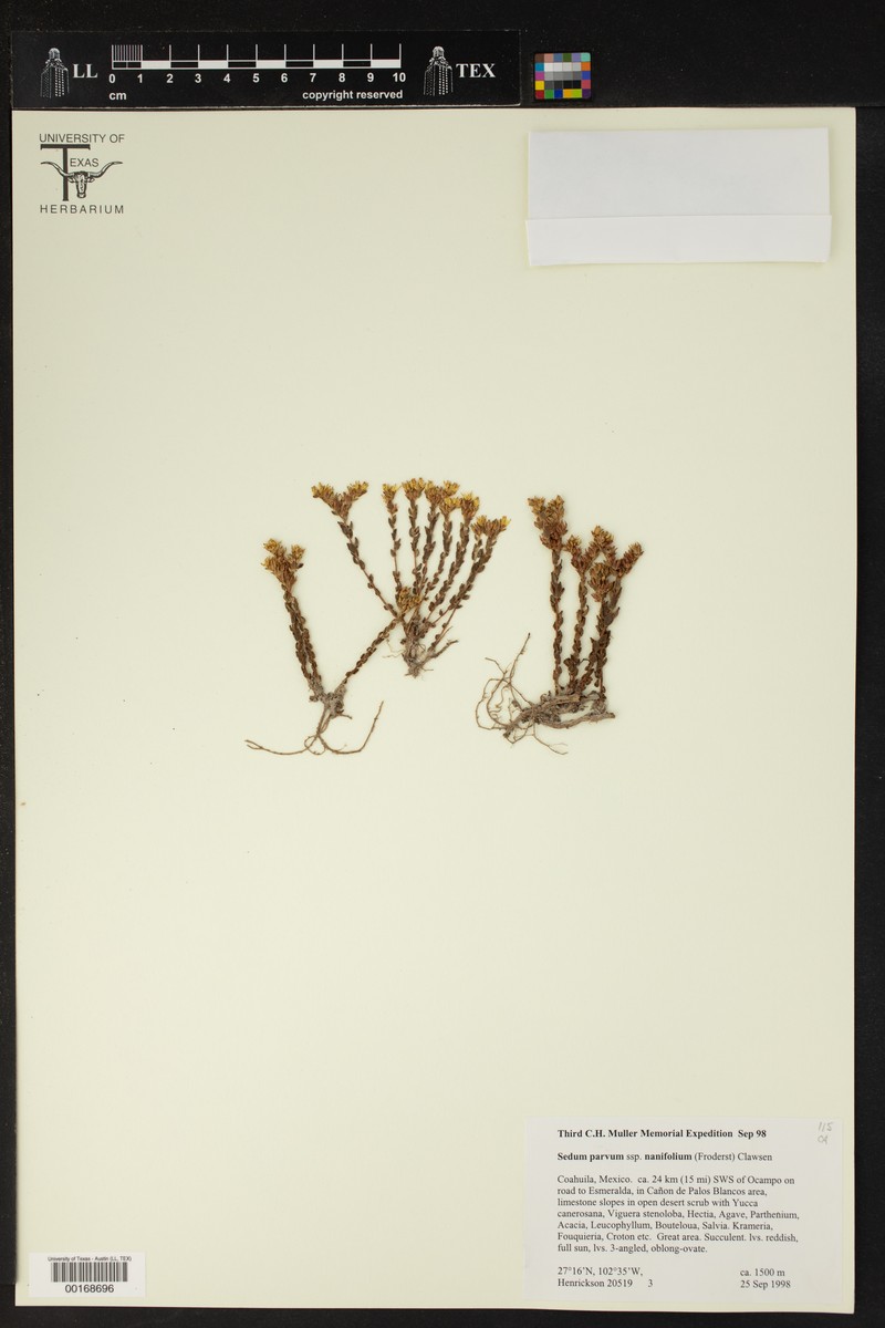Dwarf Stonecrop photo 6