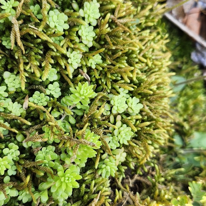 Nevius' Stonecrop photo 2