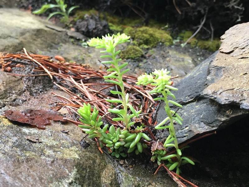 Nevius' Stonecrop photo 3