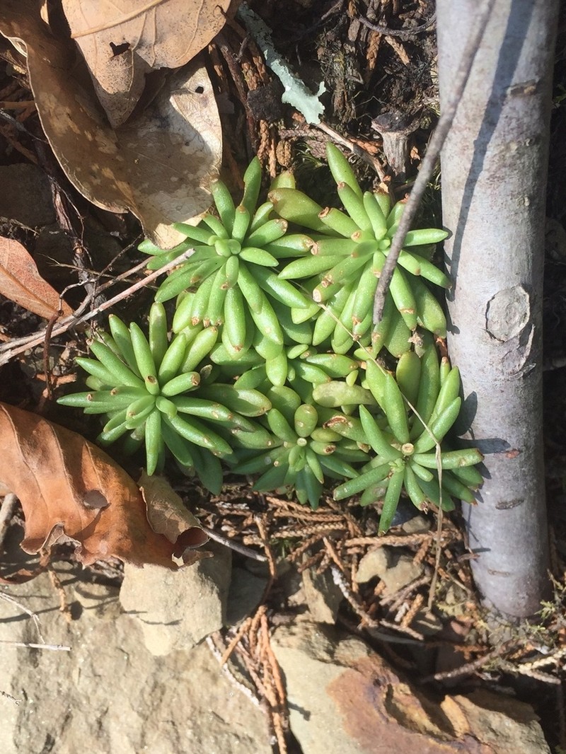 Nevius' Stonecrop photo 4