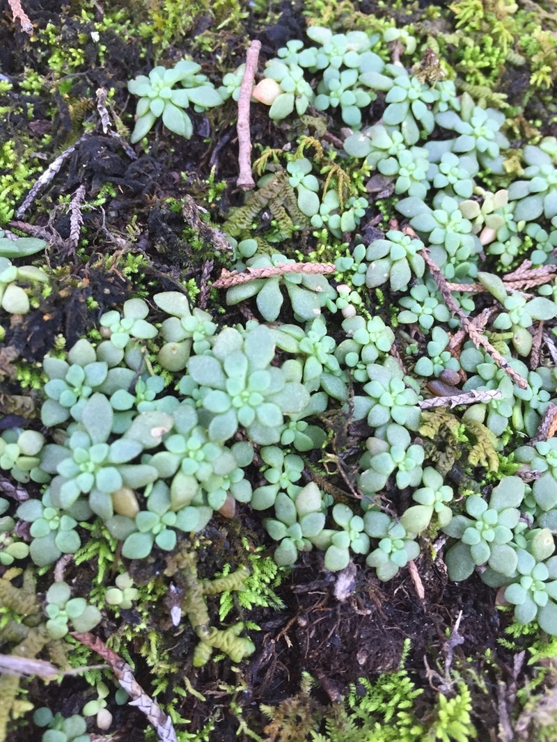 Nevius' Stonecrop photo 5