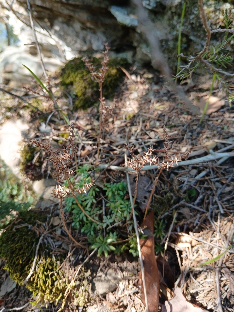 Nevius' Stonecrop photo 6