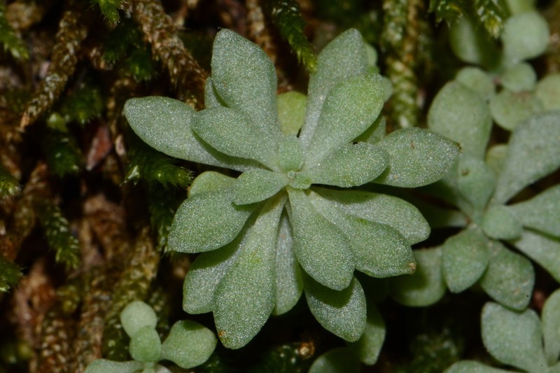 Nevius' Stonecrop photo 7