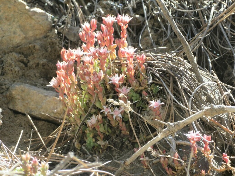Davidson's Stonecrop