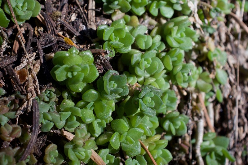 Davidson's Stonecrop photo 2