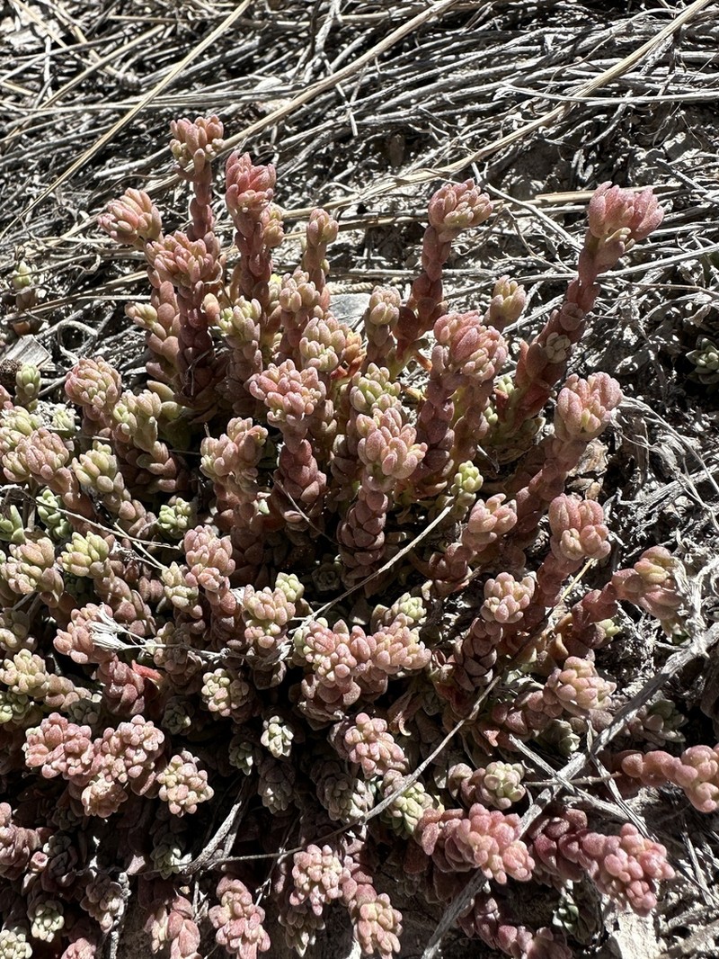 Davidson's Stonecrop photo 3