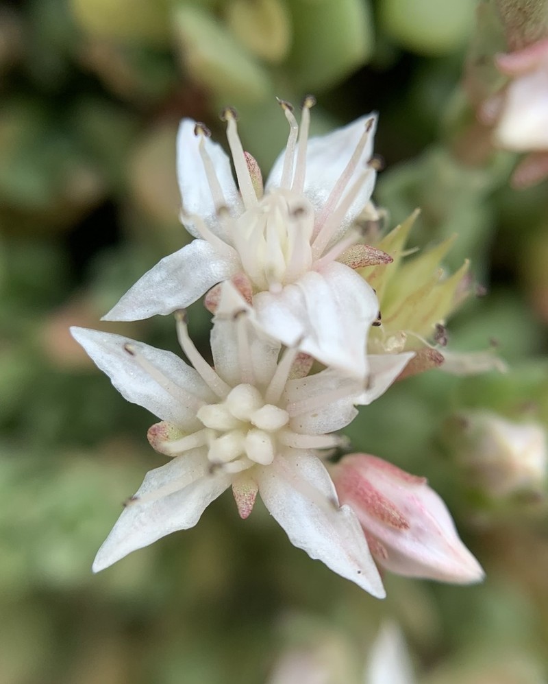Davidson's Stonecrop photo 4