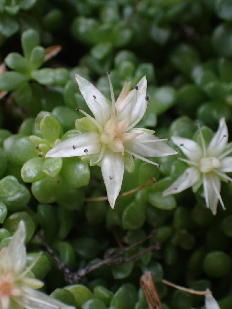 Davidson's Stonecrop photo 5