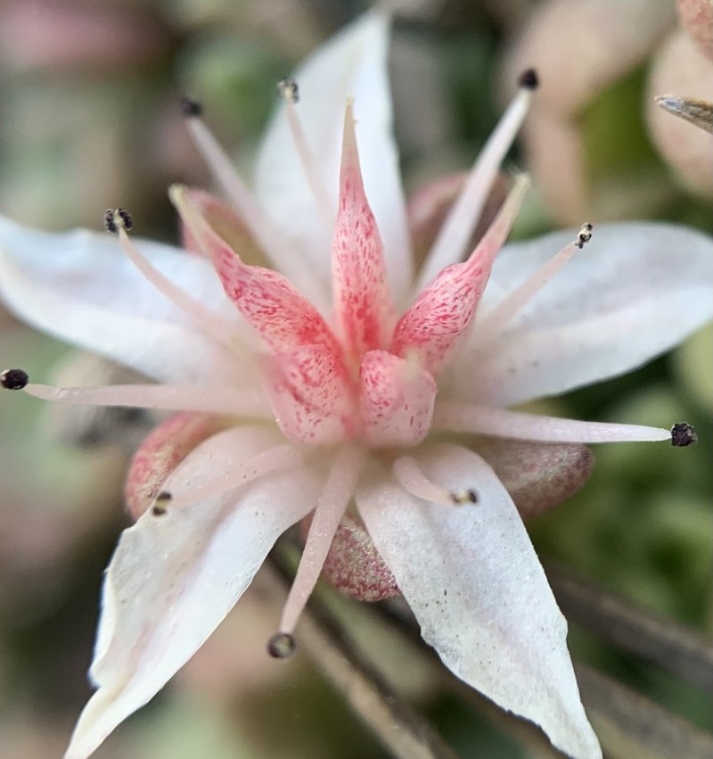 Davidson's Stonecrop photo 6