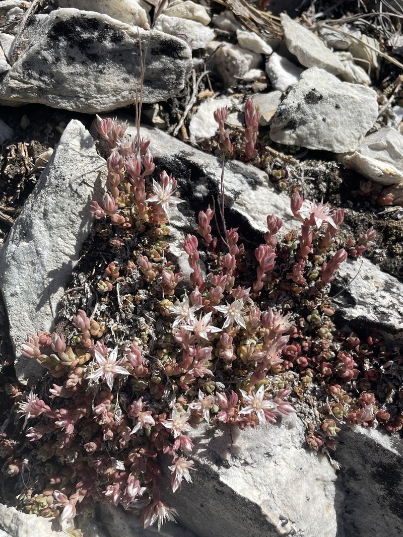 Davidson's Stonecrop photo 7