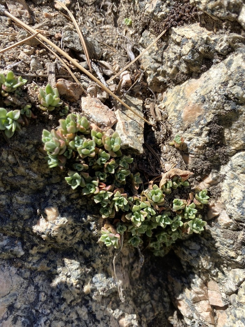 Davidson's Stonecrop photo 8