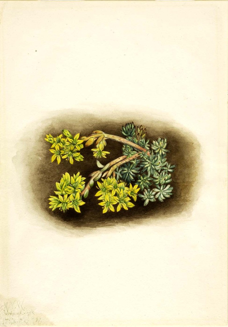 Yellow Stonecrop