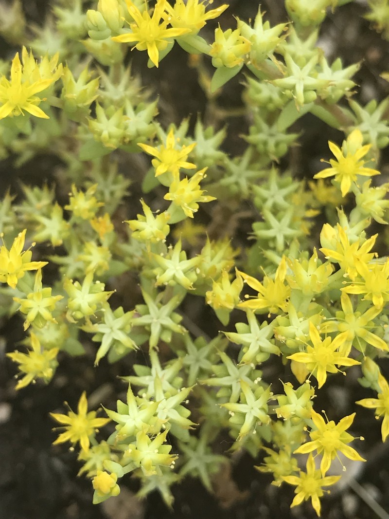 Yellow Stonecrop